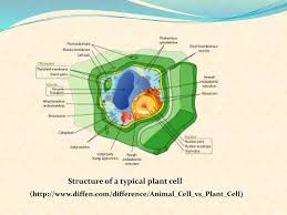 Like plant cells, animal cells have a cell membrane. Eukaryotes Priya Philip Natural Science No Ppt Download