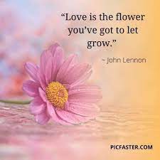 Free shipping and the best customer service! Most Beautiful Flowers Images For Whatsapp Dp Profile Pictures Whatsapp Dp Status Picfaster