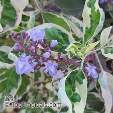Image result for Vitex trifolia