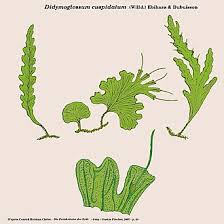 Image result for Didymoglossum erosum