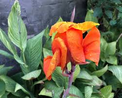 'striata', 'bengal tiger' or 'palida'. Pretoria Bengal Tiger Premium Canna Lily Bulbs Lively Root