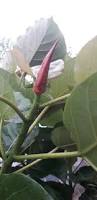 Image result for Ficus abutilifolia