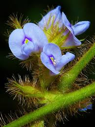 Image result for Calopogonium mucunoides