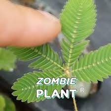 Stocking Stuffer Zombie Plant Seeds 2 Pack Video House Plants Plants Plant Zombie