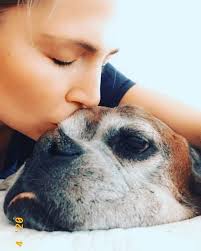 Boxer owner preparing for pet loss