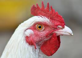 I november, december 2020 och januari 2021 isolerades h5n8 på en. Svenska Bla Stjarnan Med Att Bekampa Fagelinfluensa I Skane Svenska Bla Stjarnan