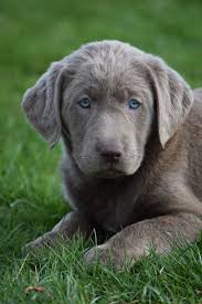 Silver and charcoal kennels is a premium breeder for silver labrador retriever puppies. Lab Breeders Near Me Cheap Online