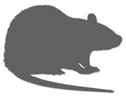 Wistar Hannover Galas Outbred Rat Taconic Biosciences