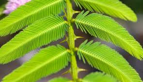 Image result for Mimosa invisa