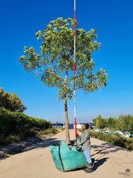 Image result for Ekebergia capensis