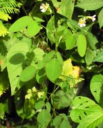 Image result for Oxalis barrelieri