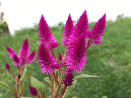 Celosia Argentea Var Spicata Flamingo Feather Bright Pink Pink Flowers