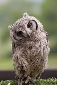 Baby Scops Owl Watercolor Pinterest