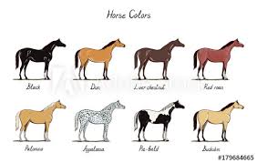 Buckskin colors range from very light to very dark bronze with black points. Horse Color Chart Set Equine Coat Colors With Text Types Of Horses Black Dun Chestnut Red Roan Palomino Appaloosa Buckskin Equestrian Scheme Vector Cartoon Hand Drawn Illustration Buy This Stock Vector