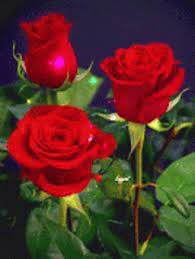 You can choose the most popular free flower gifs to your phone or computer. Flowers Rose Gif Flowers Rose Bloom Discover Share Gifs