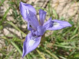 Image result for Moraea niassensis