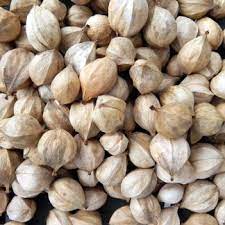 Our seedling trees are grown from our best producing, best kernel extracting selections. Shagbark Hickory Nuts Grade A 2020 Hickory Nuts For Sale