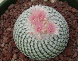 Common names include sand dollar cactus, sea urchin cactus, star cactus and star peyote. Caring For Star Cactus How To Grow A Star Cactus Plant Dummer Garden Manage Gfinger Is The Best Garden Manage App