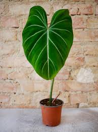 Philodendron Gloriosum Berlin