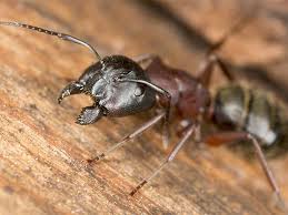 Where do home size and product types fit in? My Neighbors Have Carpenter Ants Should I Be Worried