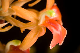 Image result for Liparis mulindana