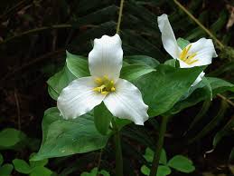 These bulbs and perennials provide a splash of color before many other plants have view image. Creating A Trillium Garden London Middlesex Master Gardeners