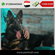 نتايه بلجيكي كفوف عريضه ماسك مقفول شعره طويله الوان حمرا خشب عريض ودان ١١ الاسكندرية pet4sell dogs