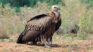 The griffon vulture population is booming in the eastern. Himalayan Griffon Comes To Moyar Valley