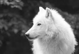 Black And White Wolf Pictures Buriedbreathing Animals Wolf Black And White White Wolf