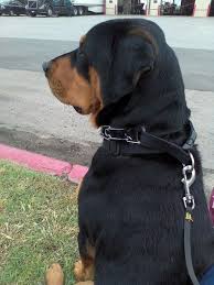 Black And Tan Coonhound Labrador Retriever Mix Athena Our Almost 4 Year Old Rottweiler And Black And Tan Coonhound Mix Coonhound Rottweiler Black And Tan