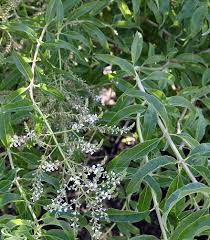 Flowers of lemon verbena aloysia citrodora. Aloysia Triphylla Lemon Verbena Plant