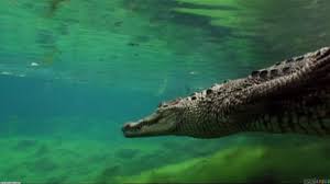Check spelling or type a new query. Free Download Crocodile Wallpaper 624383 1920x1080 For Your Desktop Mobile Tablet Explore 68 Crocodile Wallpaper Faux Crocodile Wallpaper Alligator Skin Wallpaper Alligator Textured Wallpaper