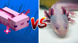 Axolotls are one of the most popular additions that the developers have introduced in the 1.17 caves and cliffs update. Axolotl In Minecraft Vs Real Life Youtube
