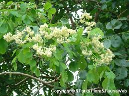 Image result for Dalbergia fischeri