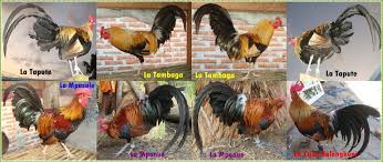 Ayam hutan biasa di tangkap untuk di jadikan sebagai ayam peliharaan ataupun untuk di jual. Ayam Hutan Pulau Buton Manu Koo Posts Facebook