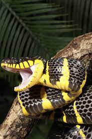 Boiga Dendrophila Animals Wild Amphibians Reptiles And Amphibians