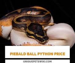 Ball pythons are a very popular snake in the united states. Piebald Ball Python Price Prices At 7 Popular Online Stores
