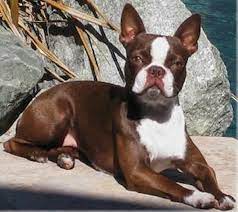 Auch mit der ähnlich aussehenden französischen bulldogge ist der boston terrier verwandt. Seal Coloured Boston Terrier Boston Terrier Funny Boston Terrier Boston Terrier Dog