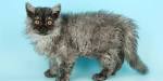 Selkirk Rex Cat Breeders in the United States | Available ...