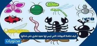 كيف تحافظ الحيوانات التي ليس لها عمود فقري على شكلها موقع محتويات