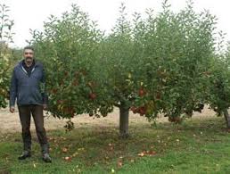 Order trees, plants, and supplies online now. Bush Trained Fruit Trees For Sale