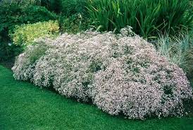Szarazsagturo Viragos Novenyek A Kertbe Teraszra Bernikert Plants Uk Plants Gypsophila
