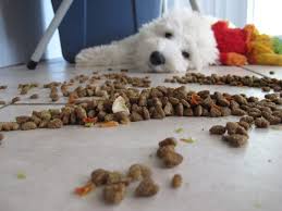 Should you be worried about genetically modified organisms in your food supply? Treats And Food Three Up And Coming Pet Food Companies