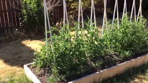 Kak Sazhat Goroh Sroki I Shema Razmesheniya Rastenij Na Uchastke