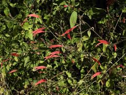 Image result for Dicliptera transvaalensis