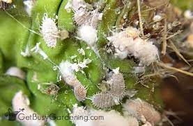 What pests can you use neem oil on? Neem Oil Insecticide How To Use Neem Oil On Houseplants