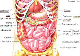 The average human body contains about 4 to 5 liters of blood. Torso Anatomy Of Human Torso