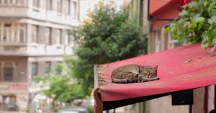 If Anything Can Make You Feel Better It S This Istanbul Street Cat Documentary Cats Alley Cat Pet News