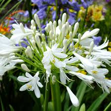 Image result for Agapanthus campanulatus