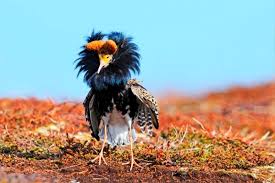 Firfirli Yaka Ruff Philomachus Pugnax Beautiful Birds Birds Bald Eagle